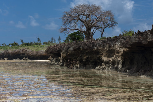 tree baobab kenya estuary coast kilifi sea takaungu kilificounty ke