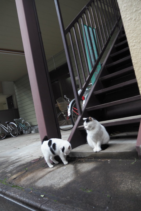 池袋カメラ散歩池袋本町ネコ歩き。階段に佇む黒ブチともう一匹の黒ブチ