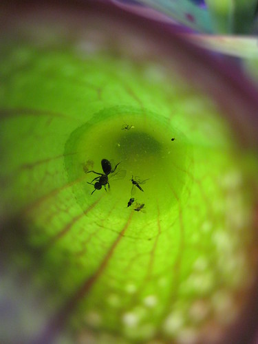 Insects Trapped in a Pitcher