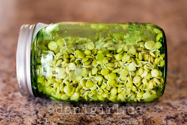 Sprouting lentils (3 of 4)