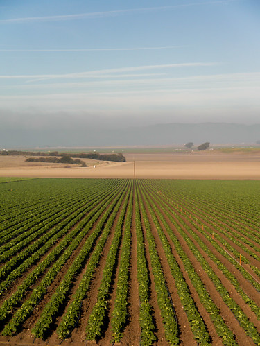 california usa farm 14 waldorf fields santabarbaracounty coaststarlight rowcrops