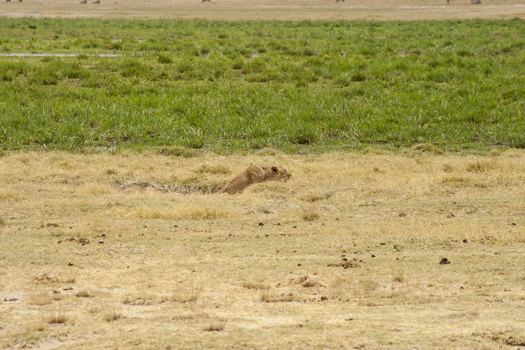 AMBOSELI II - MEMORIAS DE KENIA 14 días de Safari (13)