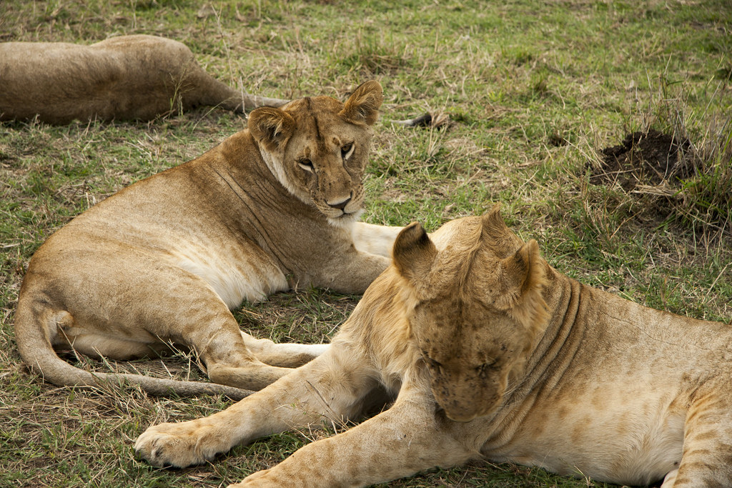 MASAI MARA III - MEMORIAS DE KENIA 14 días de Safari (55)