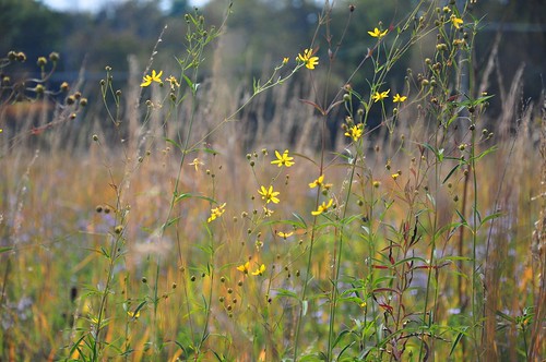 flowers autumn fall nature field grass season meadow explore change grasses wildflowers prairie 91 tallgrass oct82014