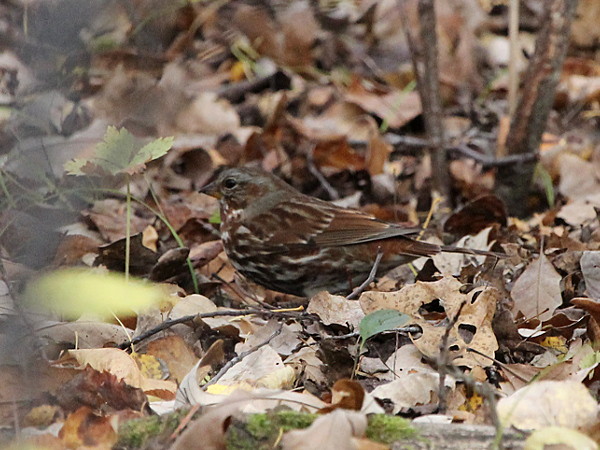 Photograph titled 'Fox Sparrow'