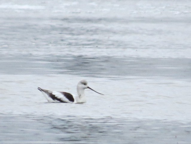 American Avocet at Gridley Wastewater Treatment Ponds 01