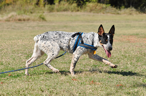 Rat terrier store red heeler mix