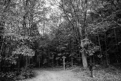 road trees blackandwhite fall automne noiretblanc trail arbres sentier chemin 2014 mirabel boisdebellerivière