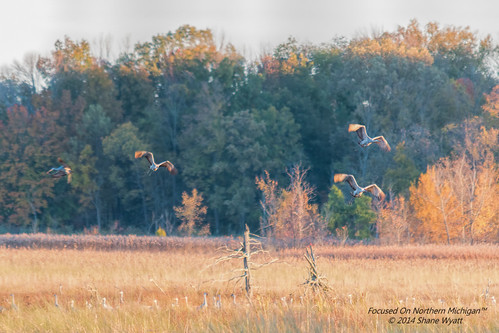 lake bird big crane michigan sigma marsh migration prehistoric sandhill belleview cranefest 150500mm shanewyatt eos70d