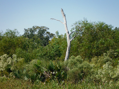 tree louisiana swamp wetlands palmettos gulfcoast ilobsterit