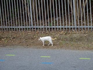 白猫さん歩いてた
