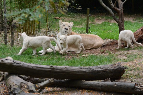 Transvaal-Löwin Nikita mit ihrem Nachwuchs im Zoo de La Flèche