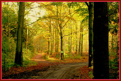 autumn trees fall leaves forest sony laub herbst wald