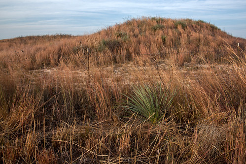 county autumn grass fence sand ks hills kansas prairie plains yucca pratt sandhills