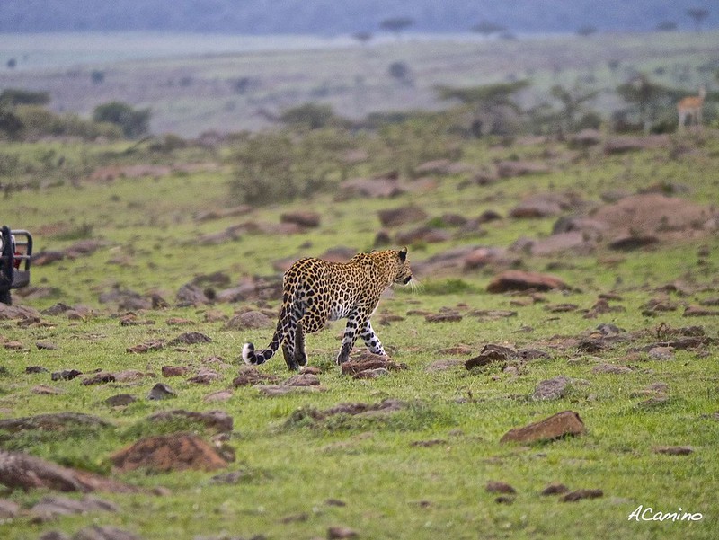12 días de Safari en Kenia: Jambo bwana - Blogs de Kenia - 2º safari en el Mara: Hipos, Leones, Leopardos, hienas, jirafas, puesta de sol (31)