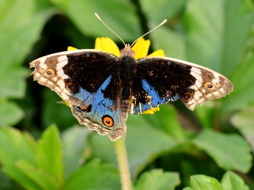 butterfly snu brushfooted butterflyindia bluepansy tamronsp90 dadri junoniaorithya nikond5100