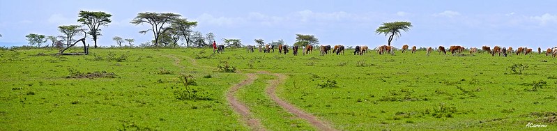 12 días de Safari en Kenia: Jambo bwana - Blogs de Kenia - 2º safari en el Mara: Hipos, Leones, Leopardos, hienas, jirafas, puesta de sol (1)