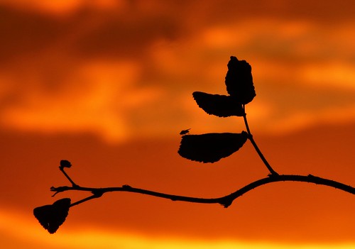 sunset orange sun silhouette set fly