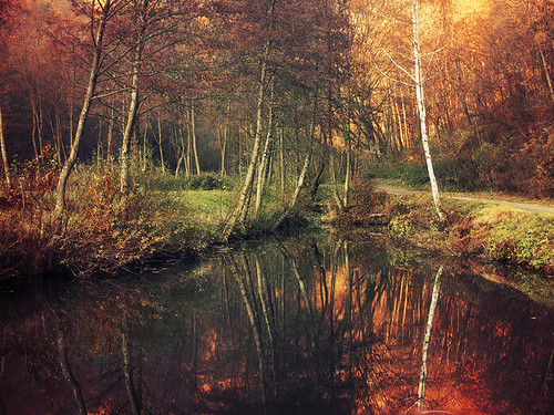 autumn fall forest hdr