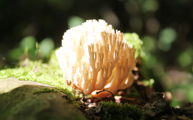 Mushrooms Amersfoort 2014