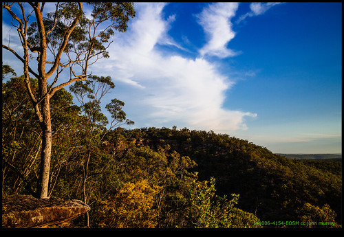 trees australia bluemountains newsouthwales 2014 glenbrook