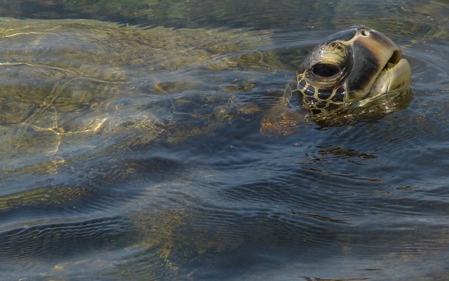 P1130259 - Green Sea Turtle Taking a Breath