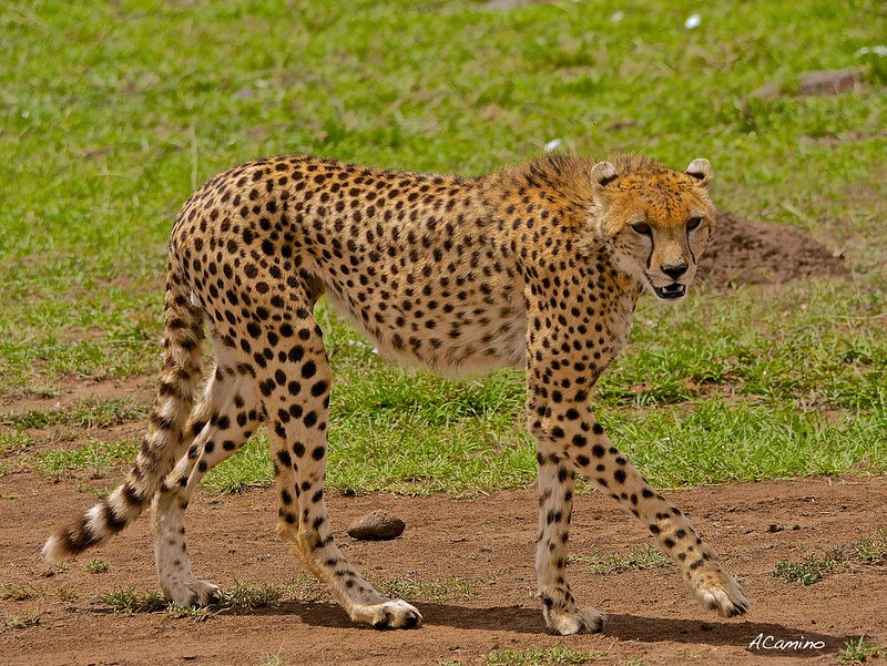 12 días de Safari en Kenia: Jambo bwana - Blogs de Kenia - Gran dia en el M.Mara viendo cazar a los guepardos (37)