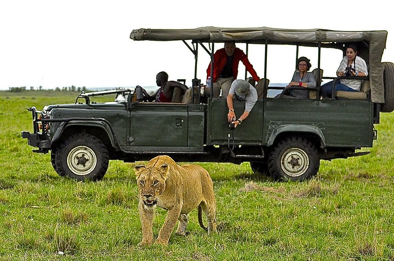 12 días de Safari en Kenia: Jambo bwana - Blogs de Kenia - Gran dia en el M.Mara viendo cazar a los guepardos (62)