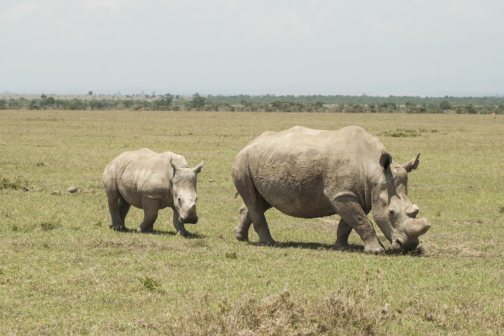 MEMORIAS DE KENIA 14 días de Safari - Blogs de Kenia - Ol Pejeta Conservancy / Monte Kenya (10)