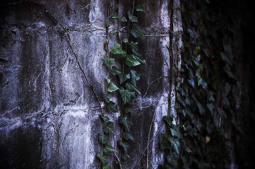 light shadow white detail green chattanooga leaves stone flickr tn tennessee gray ivy vine sharp faded granite bluffviewartdistrict