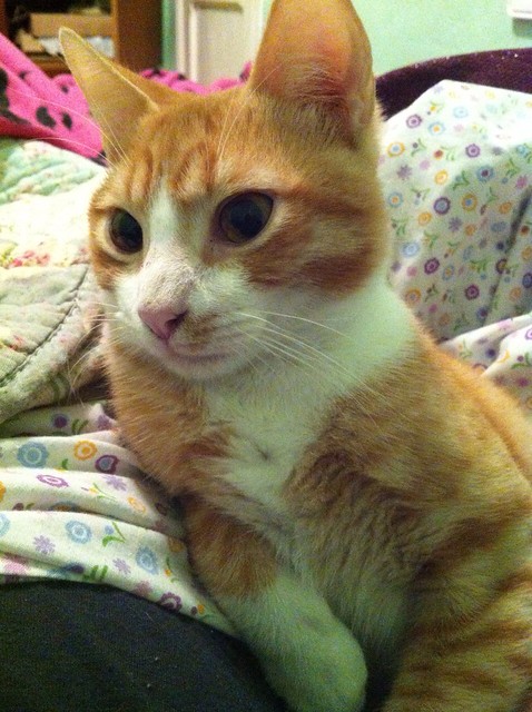 Simón, gatito naranja y blanco de ojos miel esterilizado, muy juguetón, nacido en Marzo´14, en adopción. Valencia. ADOPTADO. 15788241311_c8fafc0b96_z