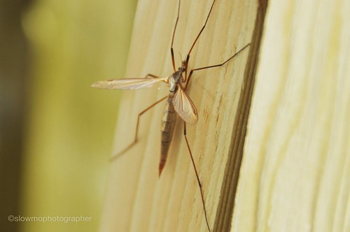 Daddy long legs look even more ugly close up.