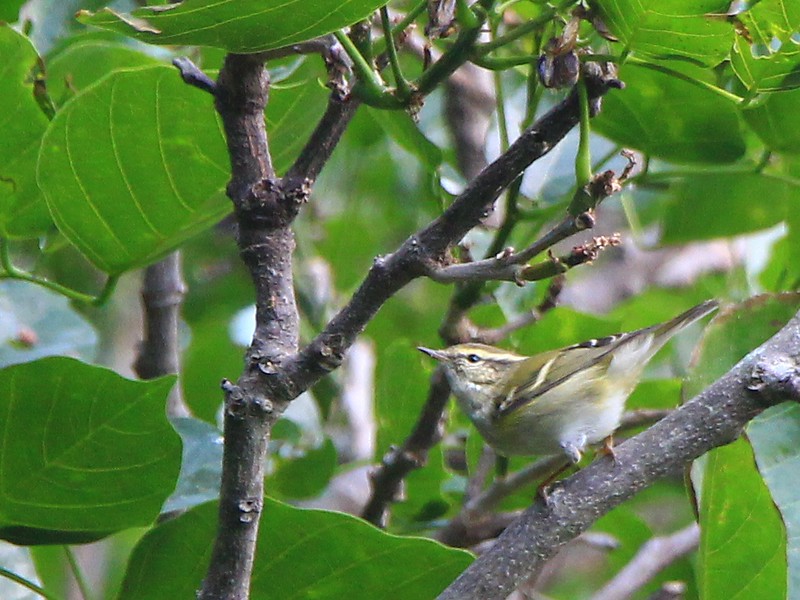 IMG_1794 黃眉柳鶯 Yellow-browed Warbler