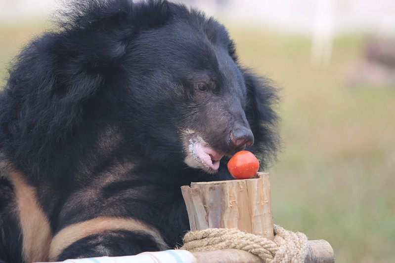 Dream Mischa Tebs enjoys fruit in her enclosure 2