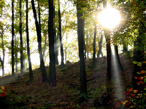 autumn forest sunrays