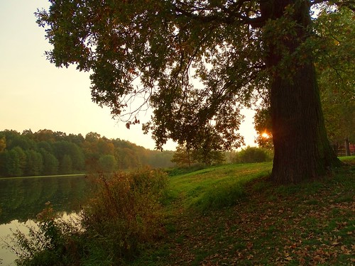 autumn trees light sunset tree fall nature water grass landscape pond oak poland polska brzeziny lodzkie rochna łódzkie koluszki