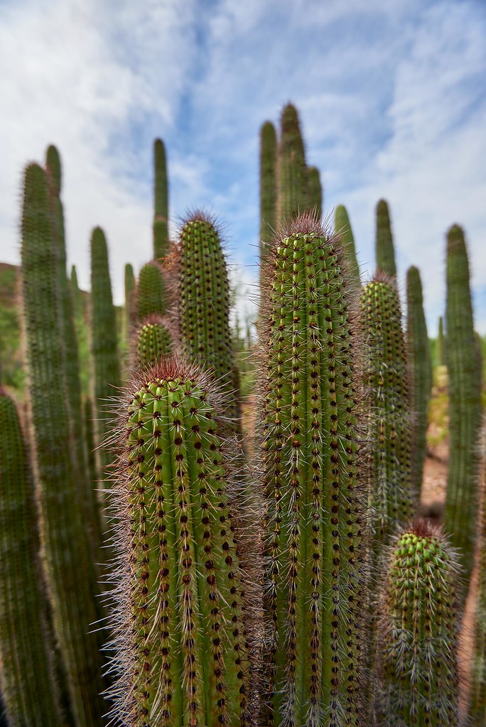 Organ Pipe Cactus - Phoenix