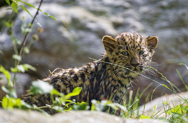 Cute but wet baby Amur leopard!
