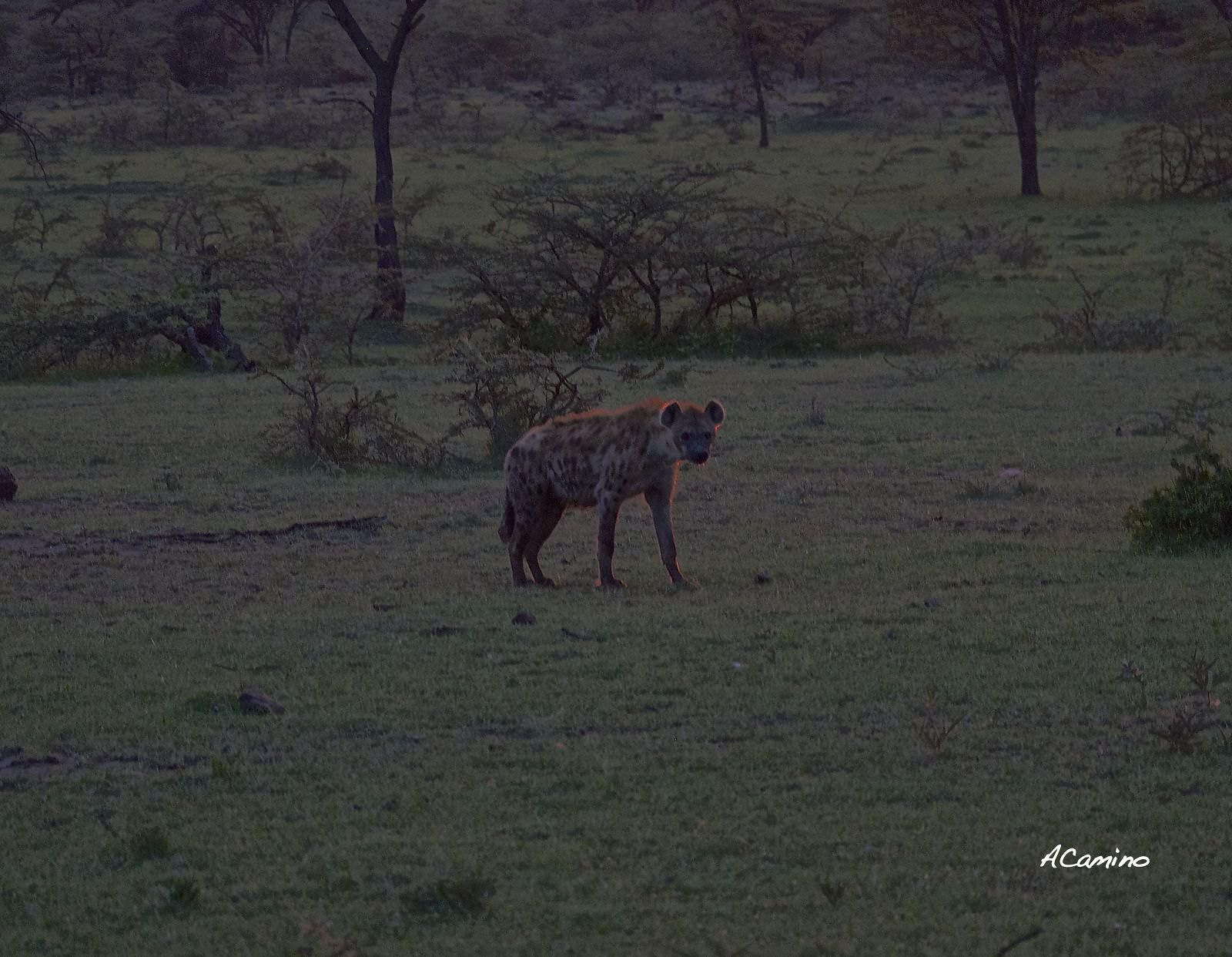 12 días de Safari en Kenia: Jambo bwana - Blogs de Kenia - 2º safari en el Mara: Hipos, Leones, Leopardos, hienas, jirafas, puesta de sol (38)