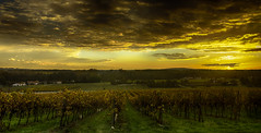 Golden sunset - Photo of Brie-sous-Archiac
