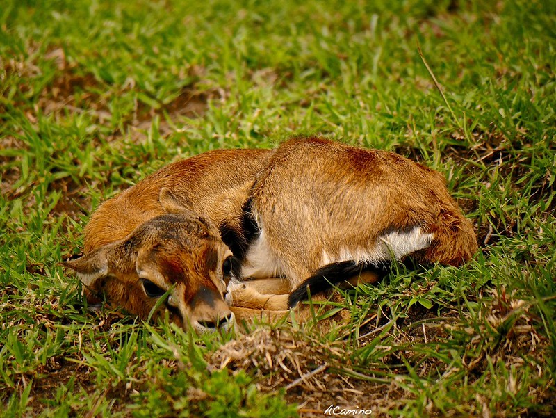 Gran dia en el M.Mara viendo cazar a los guepardos - 12 días de Safari en Kenia: Jambo bwana (33)