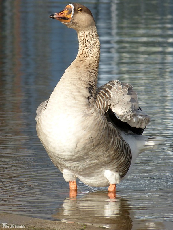 P1100119 - Dubious Domestic Goose