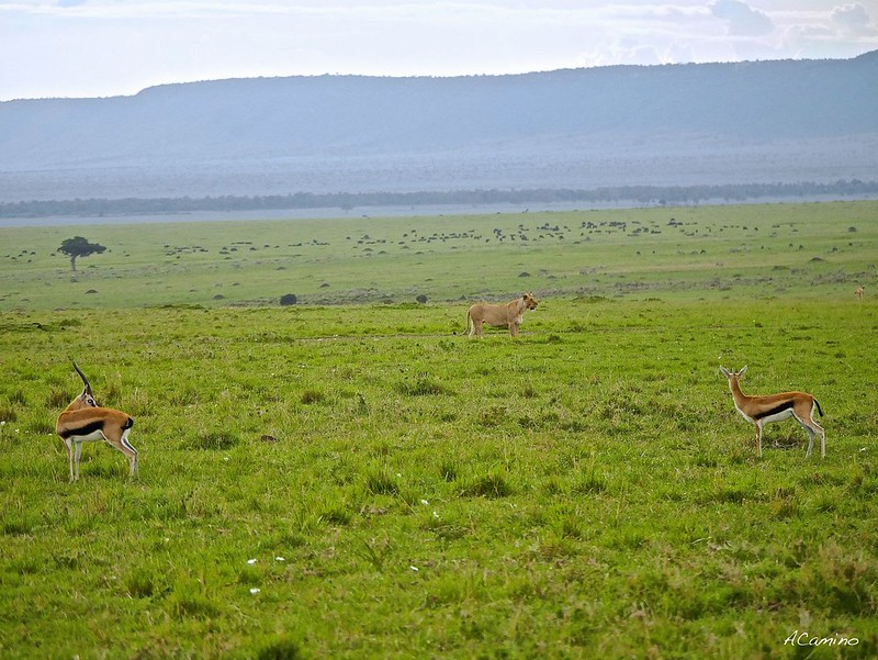 Gran dia en el M.Mara viendo cazar a los guepardos - 12 días de Safari en Kenia: Jambo bwana (47)