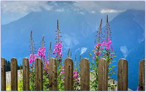 montagne mountain fleurs flowers épilobes epilobium barrière fence nikon fencedfriday