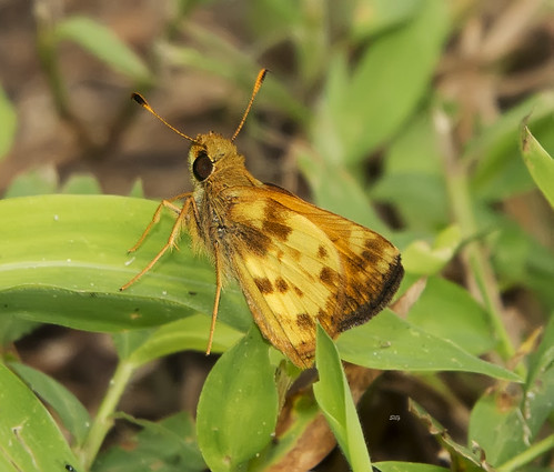 flickr butterflies insects va williamsburgarea grasshesperiinae yrsp skippershesperioidea wmbbfc14