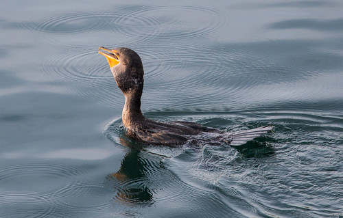 Double-crested Cormorant swallowing a fish