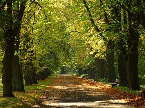 road autumn trees light shadow green fall nature leaves yellow alley path poland polska avenue botanicalgarden lodz łódź lodzkie łódzkie