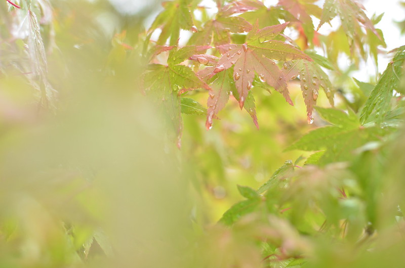 紅葉と青空の秋の長野旅行 松本・駒ヶ根 2014年10月13日