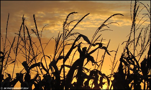 sunset corn corntassel