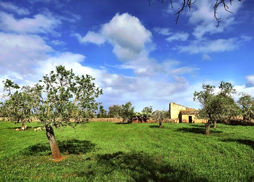 trees farmhouse spain europe farm meadow farmland mallorca olivetrees c´anpicafort